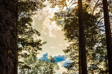 forest trees and the sky with big clouds behind them