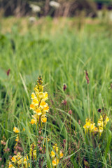 Yellow flowering common toadflax plant in the wild nature from close