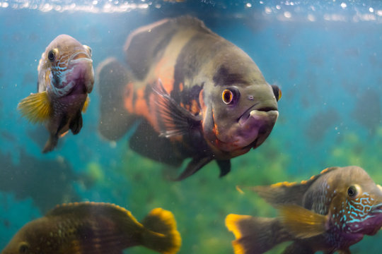 Fototapeta Large aquarium fish Astronotus surrounded by fish of the species of Akar