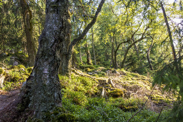 Wald im Hunsrück - Deutschland