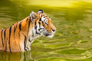 Fototapeta na wymiar close-up of a siberian tiger / close-up of a siberian tiger while bathing in the water