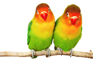 Fototapeta na wymiar Pair of lovebirds