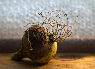 Bulb. Macro photography.