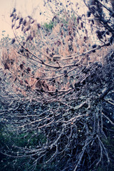 Beautiful branches with cones. Fairy-tale landscape