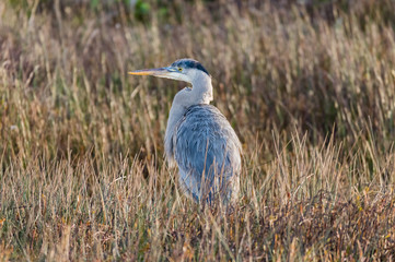 A Stoic Great Blue Heron