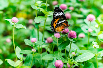 Butterfly on flowers