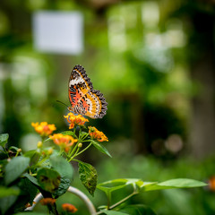 Butterfly on flowers