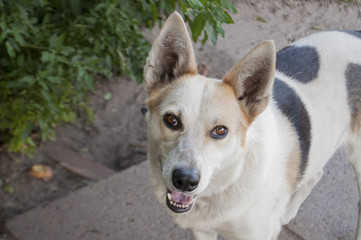 Home dog on the yard. Four-footed friend. Loyalty. Black and white
