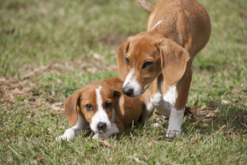 Small puppies relaxing in green grass.