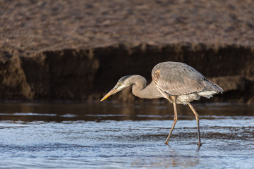 Great Blue Heron