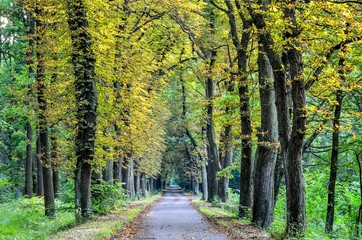 Forest summer landscape. Tourist asphalt road in the green forest.