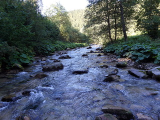 Mountain river in forest, River full of stones,