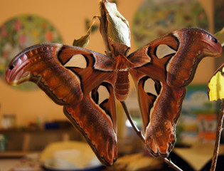 Brauner Schmetterling