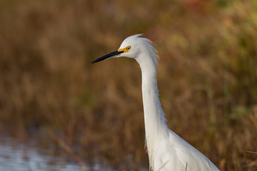 The Snowy Egret