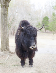 Fototapeta premium YAK