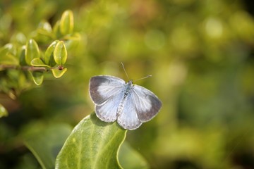 Le thécla du chêne