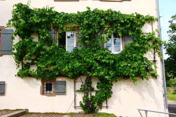 Mit Efeu bewachsene Hauswand in Kloster Kirchberg im Schwarzwald