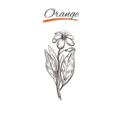 Orange. Vector collection in sketch style. Isolated objects. Natural herbs and flowers. Beauty and Ayurveda. Organic cosmetics