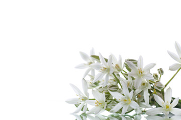 Naklejka na ściany i meble Ornithogalum umbellatum .Beautiful white flowers.