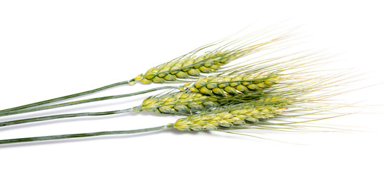 Wheat ears isolated on white background as package design element