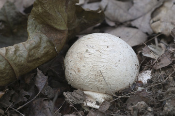 Phallus impudicus (common stinkhorn)