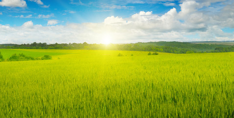 wheat field and sun in blue sky