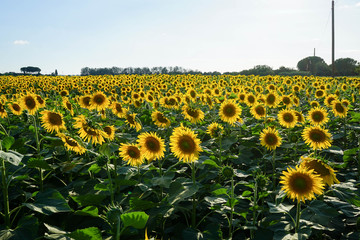 Obraz premium Sunflower field at dusk