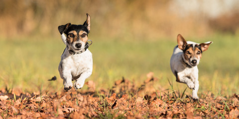 Two small dogs running over autumn leaves - jack russell 