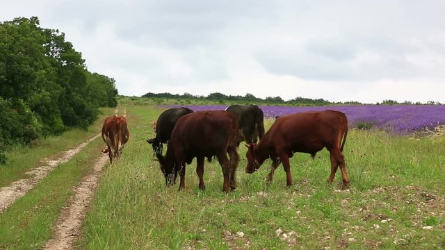 Cows and bullheads go along a rural road against the backdrop of a lavender field