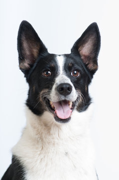 Mixed breed black and white dog at studio