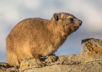 Sun bathing rock hyrax aka Procavia capensis at the Otter Trais at the Indian Ocean