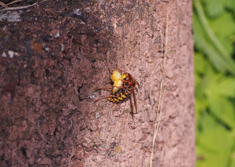 Hornisse trägt Larve und schaut in Kamera