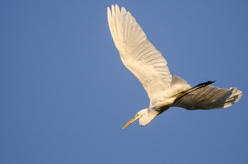 Great Egret Flying in Blue Sky