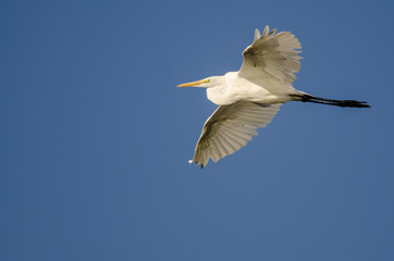 Great Egret Flying in Blue Sky