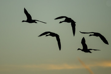 Flock of Canada Geese Silhouetted in the Sunset Sky As They Flies
