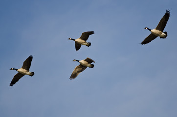 Four Canada Geese Flying in a Blue Sky