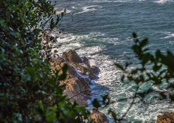Rain Forest on part of the Otter Trail at the Indian Ocean