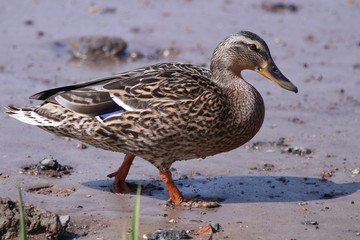 Nahaufnahme einer Ente