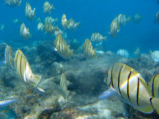 シマハギ　ハワイ