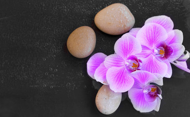 Fototapeta na wymiar Orchid with massage stones, spa setting with water drops on orchid flower and massage stones