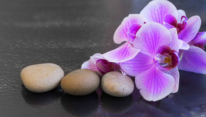 Fototapeta na wymiar Orchid with massage stones, spa setting with water drops on orchid flower and massage stones