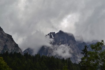 Wald mit Nebel