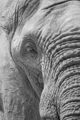 Elephant NB