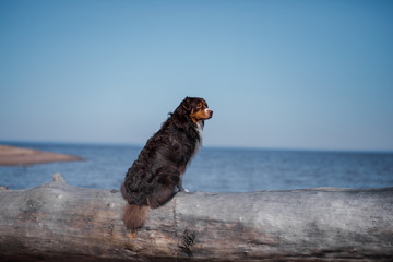 Dog sitting on a log