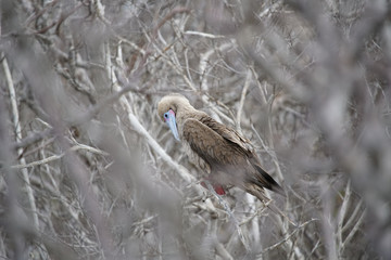 Red footed Boobie