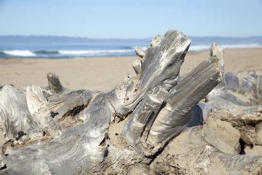 Dead tree at beach in California (Pacific Coast Highway, USA)