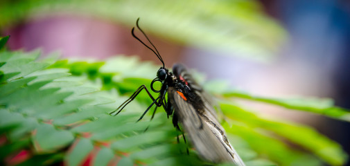 Fototapeta na wymiar Butterfly from the side open wings