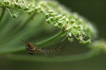 The spider in the screen plant