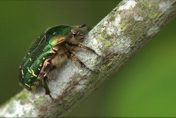 The gold bass in the tree