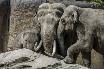 Fototapeta premium Family elephant on a rock